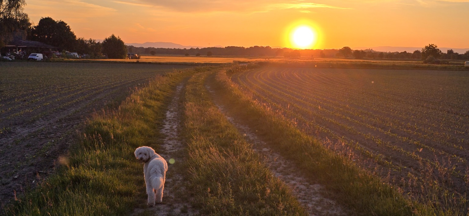 Unser Hund auf einem Feldweg im warmen Licht der tief stehenden Sonne